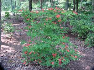 Plumleaf azalea in the landscape